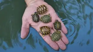 Over 100 Baby Turtles Are Hatching at Garden State Tortoise | Hatching Season Is Here!