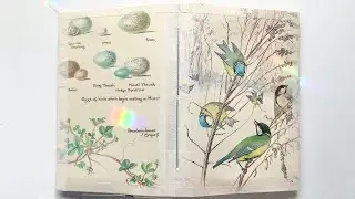 Edith Holden bird & floral journal