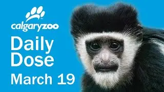 Your Daily Dose: Eastern black-and-white colobus monkeys