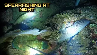 Night Spearfishing Hunting Fresh Seafoods Palawan Philippines Episode 11