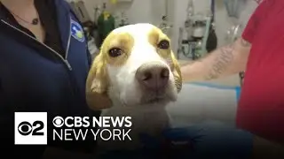 Animal shelter in Newark puts out urgent plea for adoptions