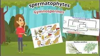 Botanique : Les Gymnospermes expliqu&eacute;es simplement (Cycle + Reproduction + Classification)