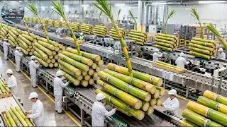 Inside a Giant Cane Sugar Factory: How Fresh Sugarcane Becomes Shiny Crystal Sugar [ Full Process ]