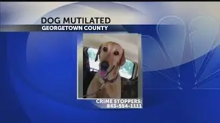 Dog mutilated