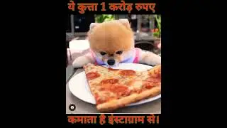 jiff pom dog | jiffpom | dog | cute dog | cute jiffpom |