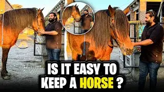 It is Easy to keep a Horse|Let me share my Experience Till Date 2025.