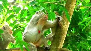 Joyful Journey: Embarking on Adventures with the Most Adventurous Monkey Family | Tup Monkey