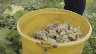 Weingut Klaus Haberkern - Weine und Sekt vom Erlenbacher Kayberg