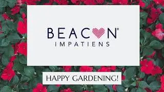 Refresh Your Shade Garden - Transform the Outdoors with Beacon Impatiens