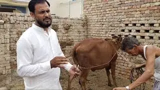 Food Poisoning Treatment in Cattle/Acidosis in Caow/Buffailo/Goat
