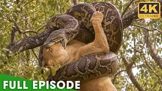 Only the Strongest Predators Will Survive | FULL EPISODE | Nature Animal Documentary