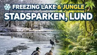 Freezing Lake in Stadsparken, Lund Sweden 🇸🇪 ❄️🦆 Winter Walk Among Ducks & Nature