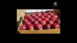 memories from 2021 farm to table organic apple 🍏