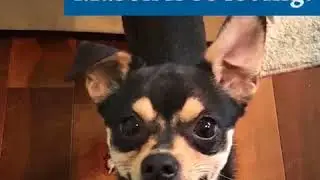 Rescued dog Mason needs surgery! - Humane Society of Stanislaus County