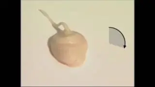 Fuji Capsule Application