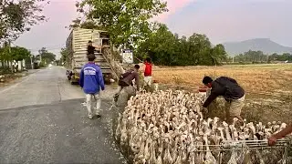 Duck's: migration to find a new land: life in the countryside