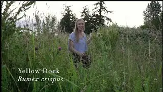 Alterative herbs: Yellow Dock (Rumex crispus)