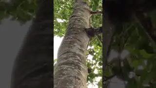 save tree 🏕️ #vlog #travel #sortsvideo