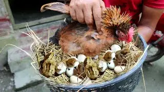 Amazing BORN 