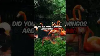They&rsquo;re Born GREY?! The Flamingo Color Mystery Solved 🦩 #flamengo #facts #factsyoudontknow