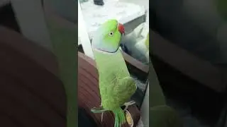 parrot talking 🦜 l Green parrot #shortsfeed #shortvideos #shorts #parrot #parrottalking #birds