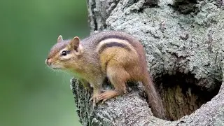 Eastern Chipmunk call sound
