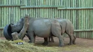 Rhino Conservation with Care for Wild Africa and Globeflight