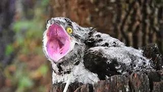 POTOO - Masters of Camouflage in the Bird Kingdom