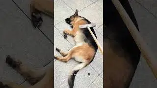 Is Your Dog This Smart? 😲 Automatic Brushing System! 🐕🧹 #dog #doglover