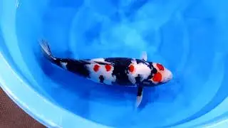Dainichi Black Monster 64 cm Showa