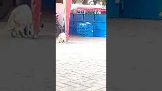 KEDAPATAN ML DI TEMPAT UMUM