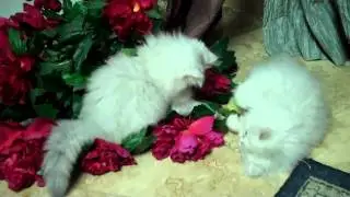 paz4playcattery.com Silver Shaded Teacup Persians 10-27-10