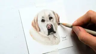 Master Drawing White Fur on White Paper | A colored pencil tutorial