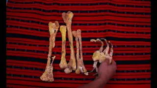 Bangad Kay Benita, 2016 2-year old Skull and Bones Prop Commission