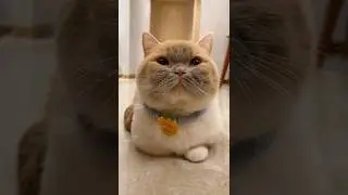 Этот кот такой бесстыдный!