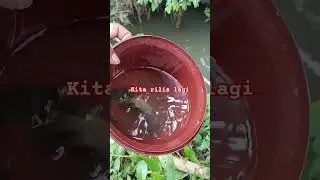 #fishing #microfhising #mancing #mancingceria #mancingceria #mancingmania #mamcingliar #rivercastid