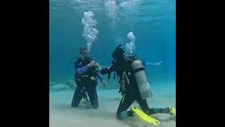 Discover the Best Diving in Bonaire with Dive Friends Bonaire! 🌊🐢