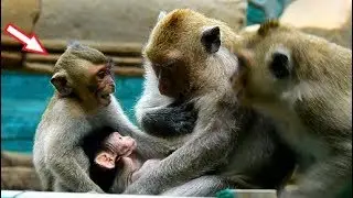 Surprise! Orphan Baby Maci Nursing Newborn Jilla, Maci Helps Protect Jilla From DD