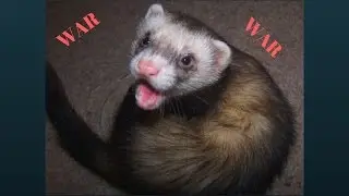EPIC FERRET WAR DANCE!!! #hardcore