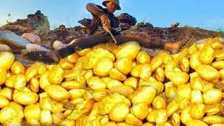 Omg wow collection videos Miner Gold Finding and digging gold at the mountain.