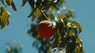 Carbon Neutral Farming with Ela Family Farms