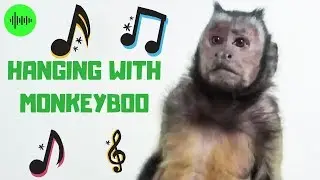 Hanging With MonkeyBoo! (OFFICIAL MUSIC VIDEO)