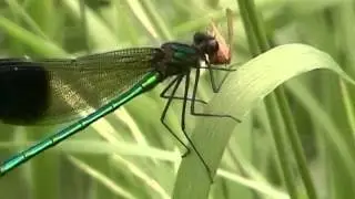 Dragonfly and Damselfly Eating!