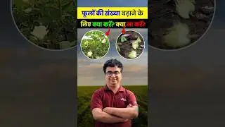 कपास में फल फूल की संख्या कैसे बढ़ाएं #cotton #farming #agrostar #agriculture #ahorts