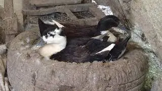 Pekin ördeği hakkında ayrıntılı bilgi almak için tıklayın merak edilen bütün soruların cevabı vardır