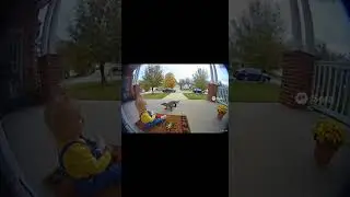 Cat Saves Baby Life 😱🐱👶 | Unbelievable Hero Moment #CatHero #BabyRescue #Shorts