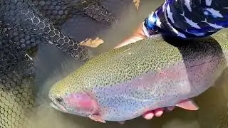 Is This The BEST Place In The Country To Trout Fish?