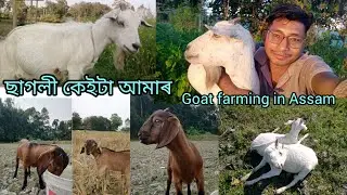 ছাগলী কেইটা আমাৰ 🐐💞//Goat farming #myfirstvlog #goatfarminassam #farming #hirak111 #villagelife #01
