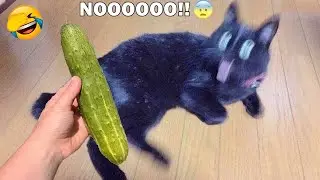 Try Not To Laugh 🥰 Best Funny Cats and Dogs Videos 2026 😹🐶 Part 10