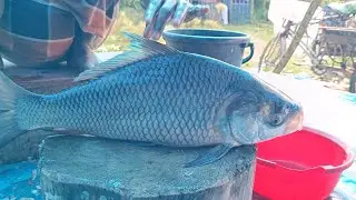 Fish Cutting Live 🔴 | Fresh Fish Cutting & Cleaning From Local Market